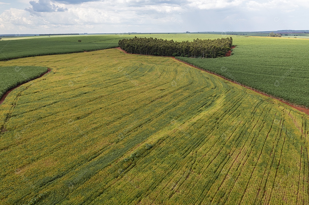 plantação de soja cercada por canaviais