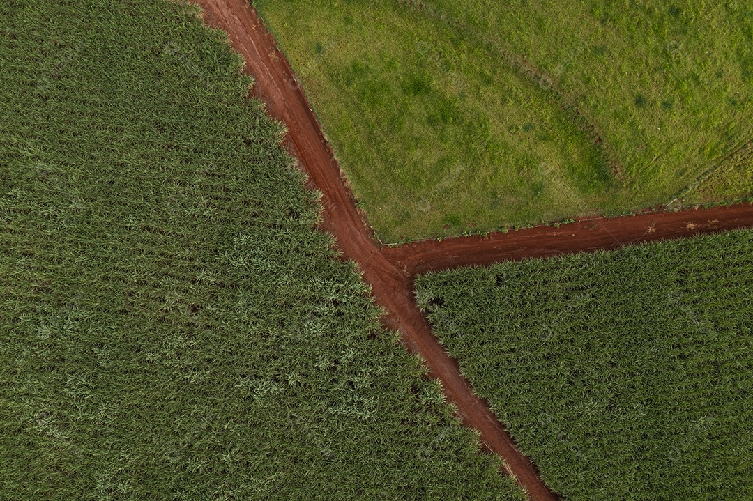 cana-de-açúcar e plantação de soja separadas por estrada de terra