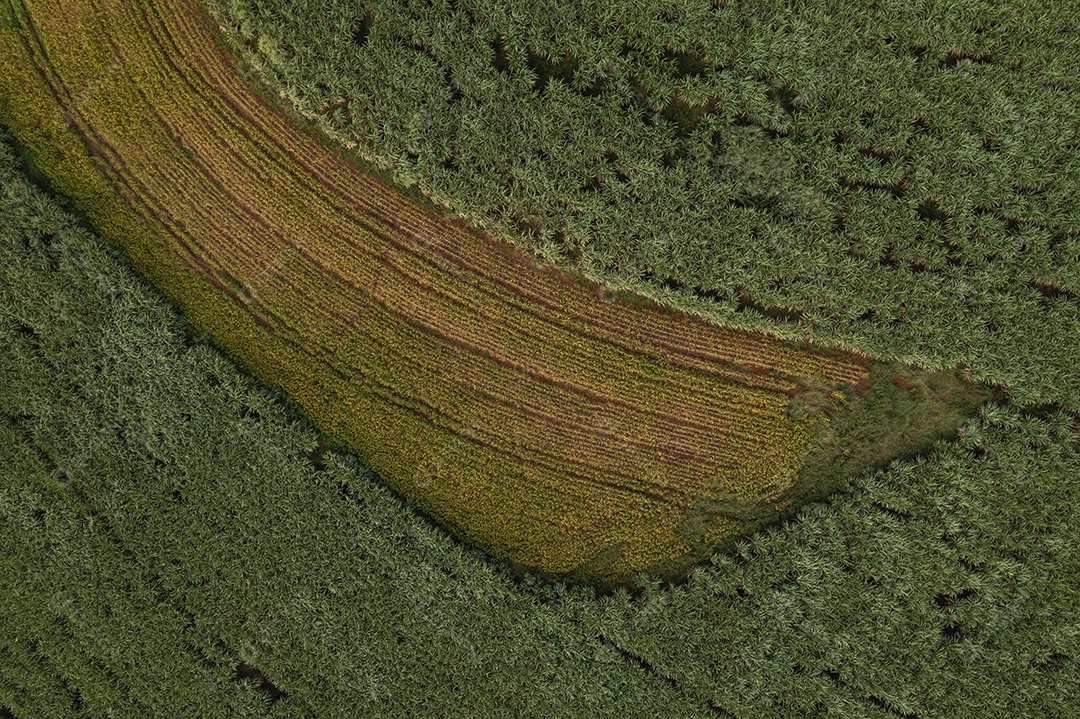 plantação de soja cercada por canaviais