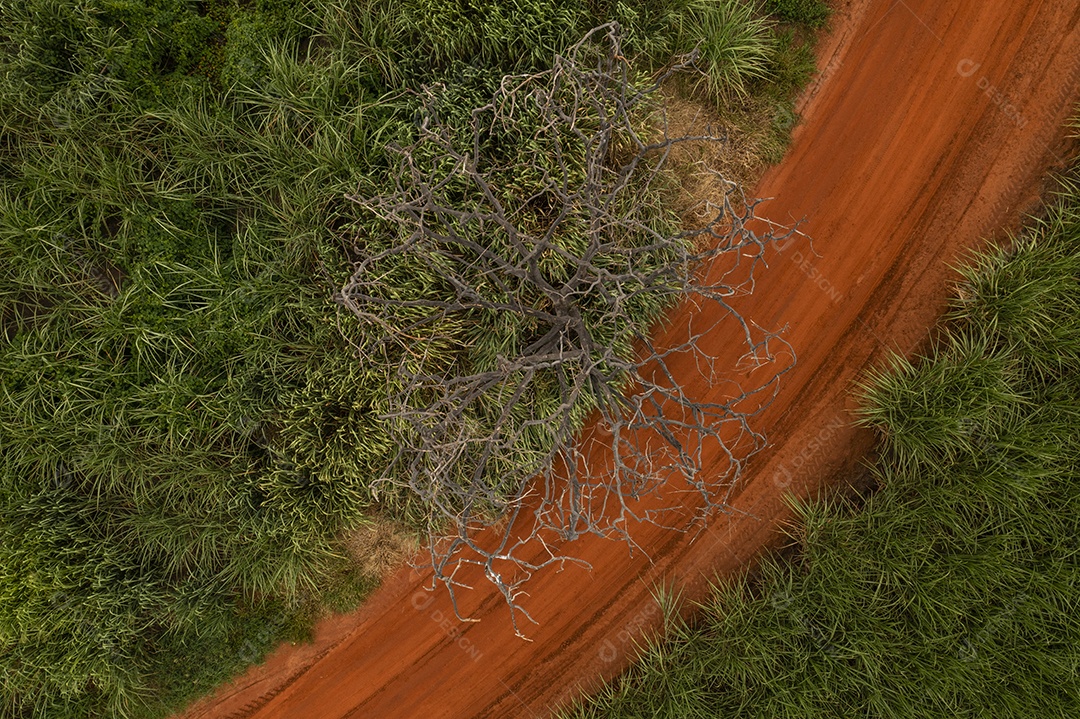 canavial e estrada de terra vista de cima
