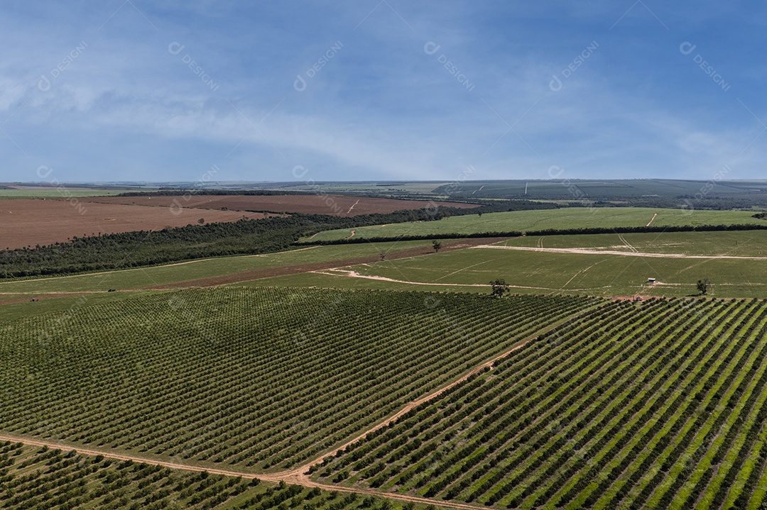 vista aérea da plantação de laranja em dia ensolarado com poucas nuvens