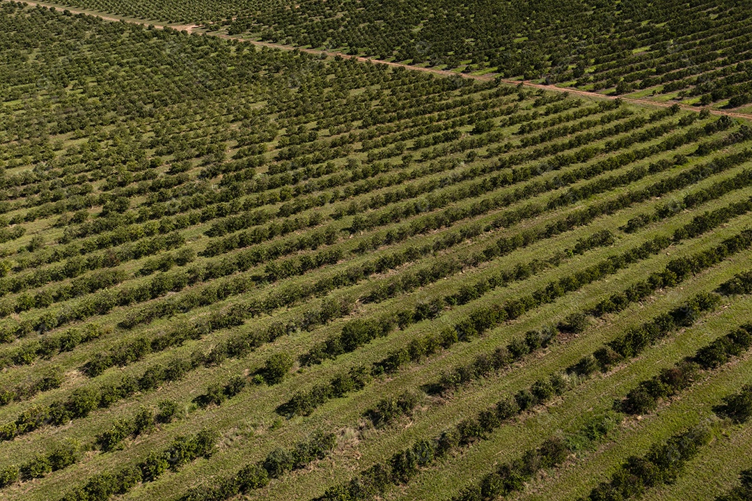 plantação de laranjeiras vista de cima