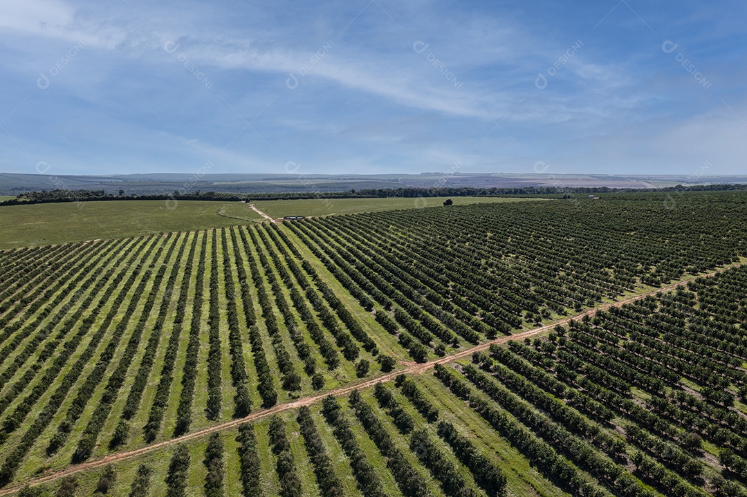 Vista aérea da plantação de laranja em dia ensolarado com poucas nuvens
