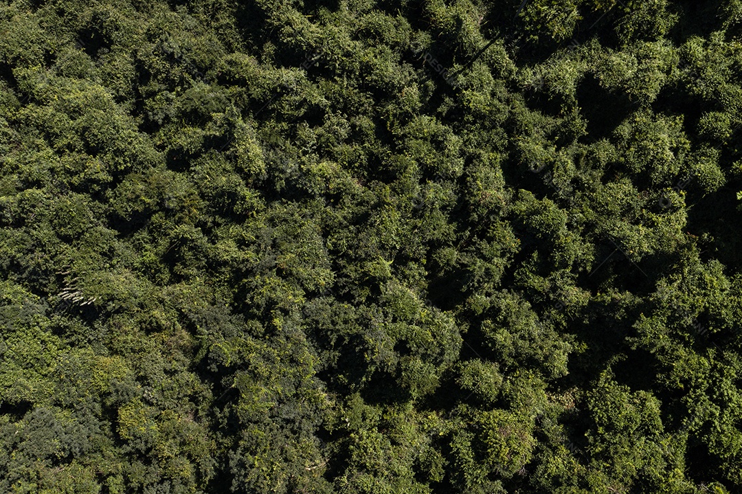 trecho de floresta densa visto de cima