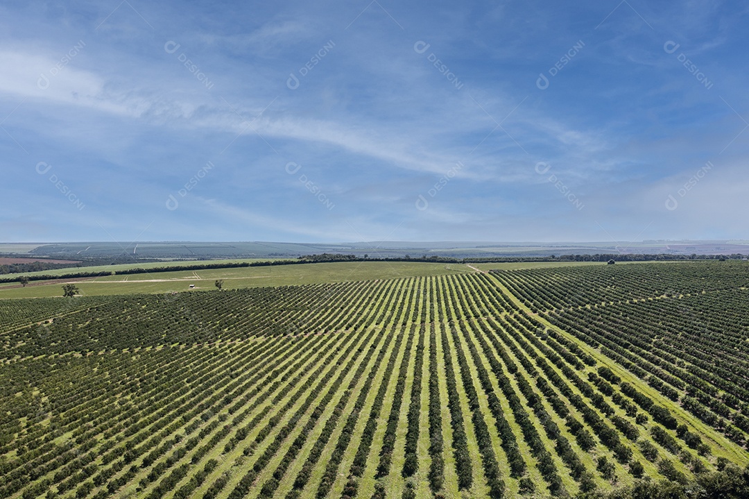 vista aérea da plantação de laranja em dia ensolarado com poucas nuvens