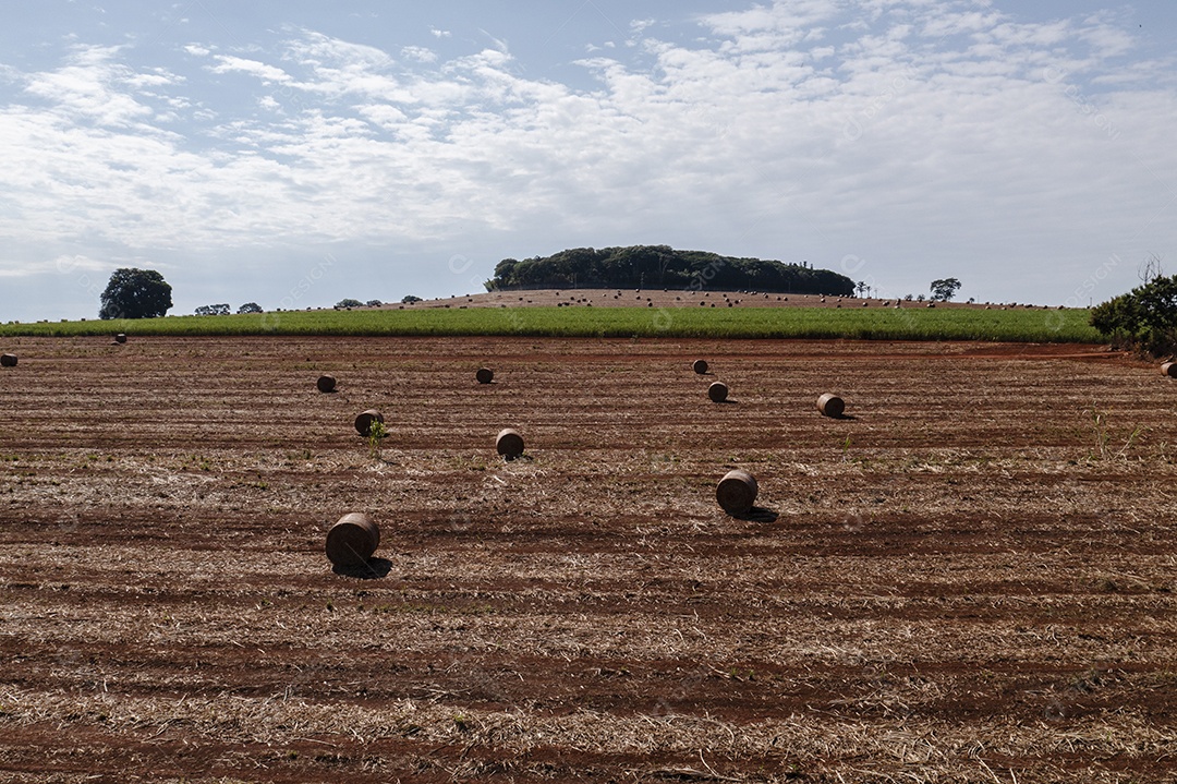 máquinas espalhando palha em solo de cana-de-açúcar recém-plantado