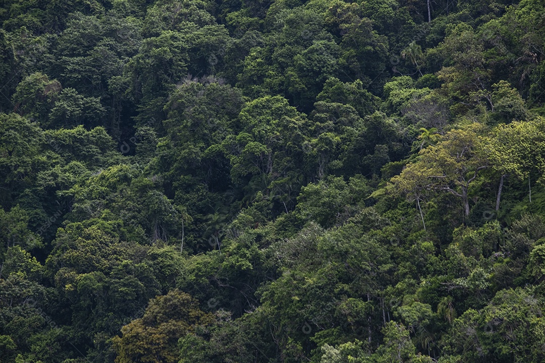 vista parcial da floresta na colina na região costeira tropical