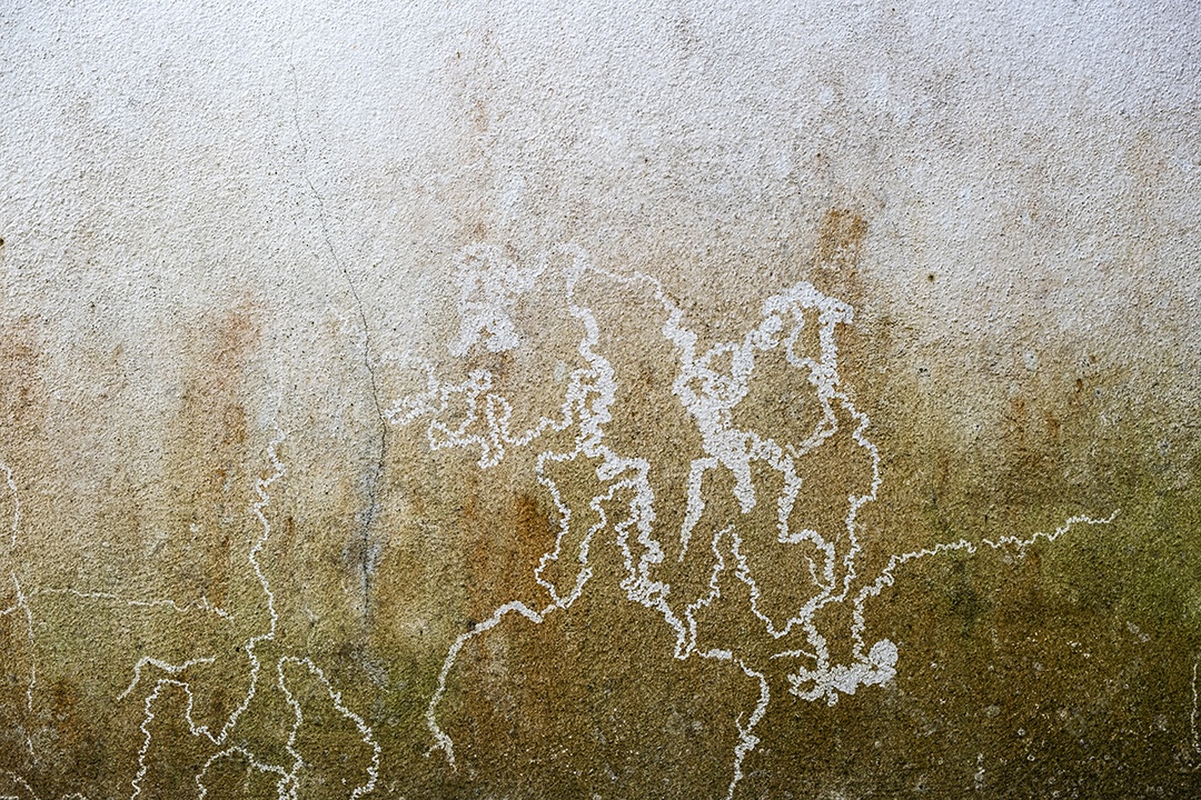 Muro com fungos e musgos em região de alta umidade