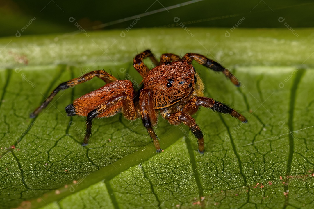 Pequena aranha saltadora do gênero Phiale