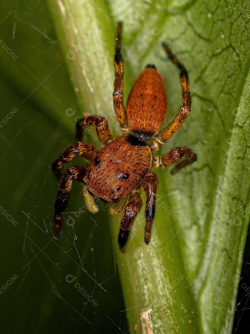 Pequena aranha saltadora do gênero Phiale