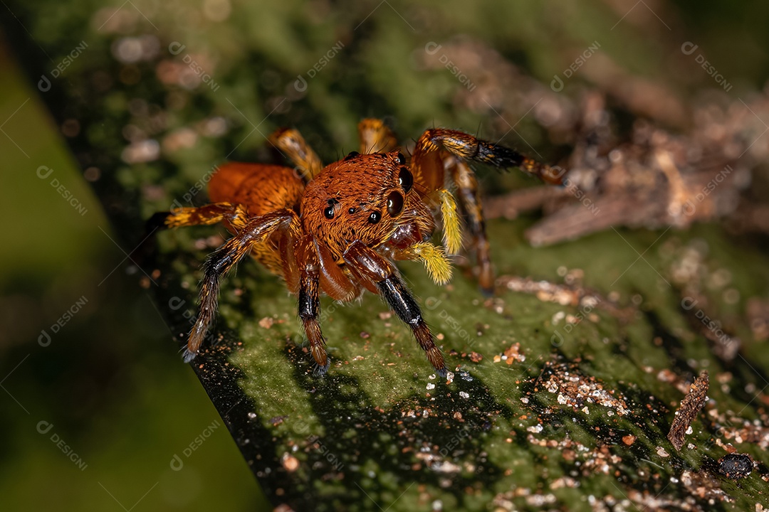 Pequena aranha saltadora do gênero Phiale