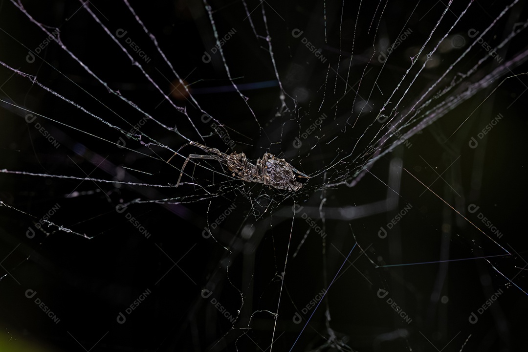 Pequeno Orbweaver Hackled da família Uloboridae