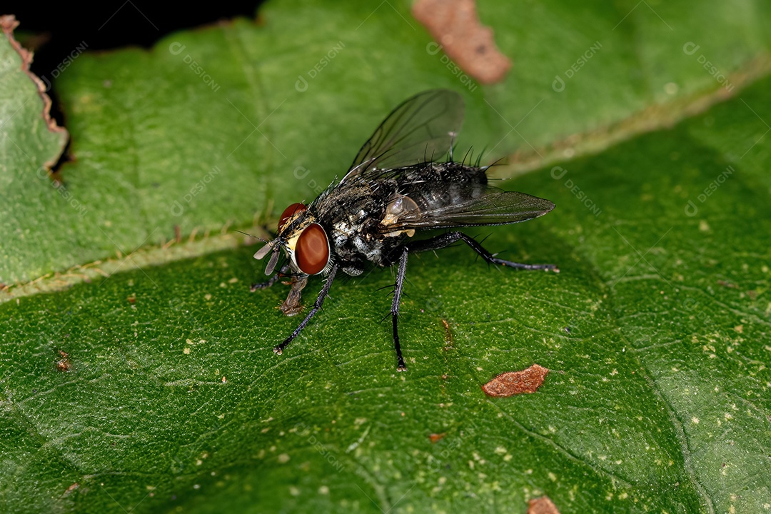 Mosca de cerdas adulta da família Tachinidae