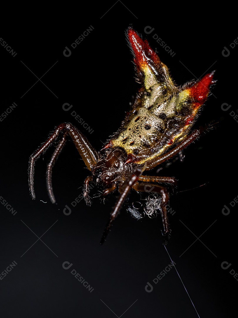 Pequena aranha tecelã fêmea da espécie Micrathena plana