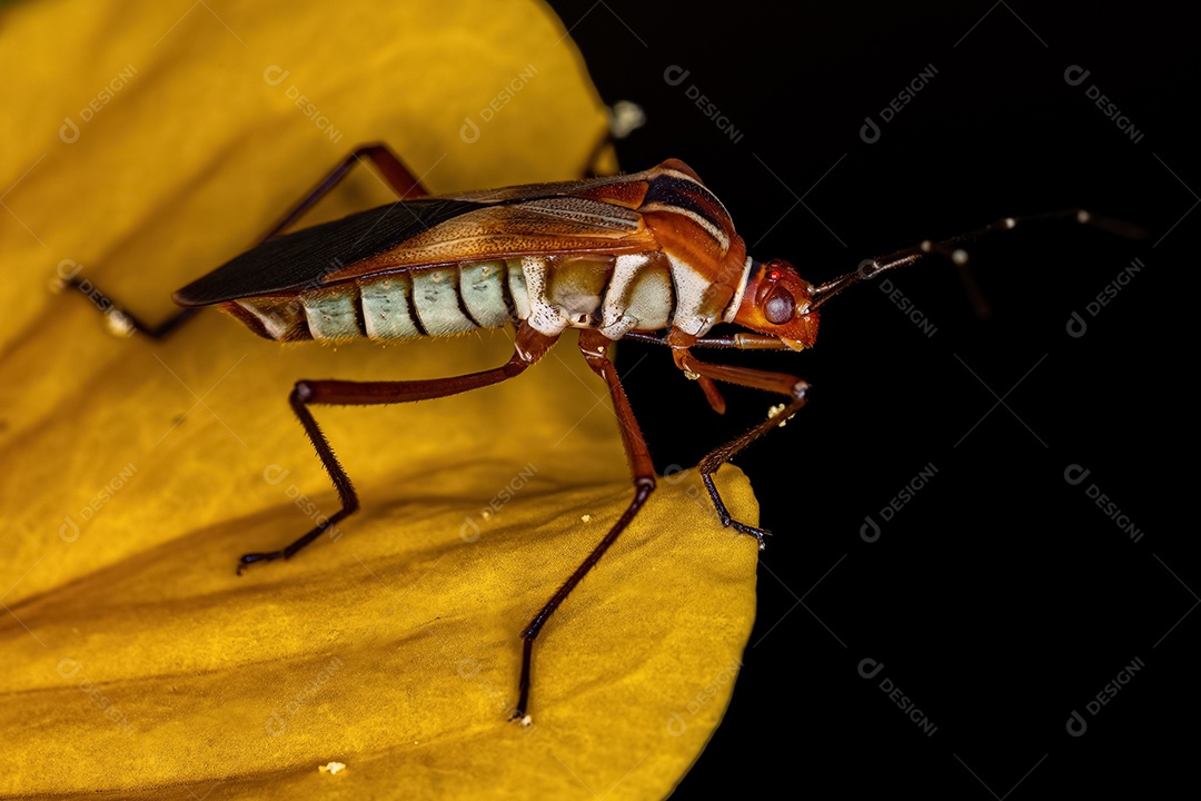 Inseto adulto da espécie Hypselonotus interruptus