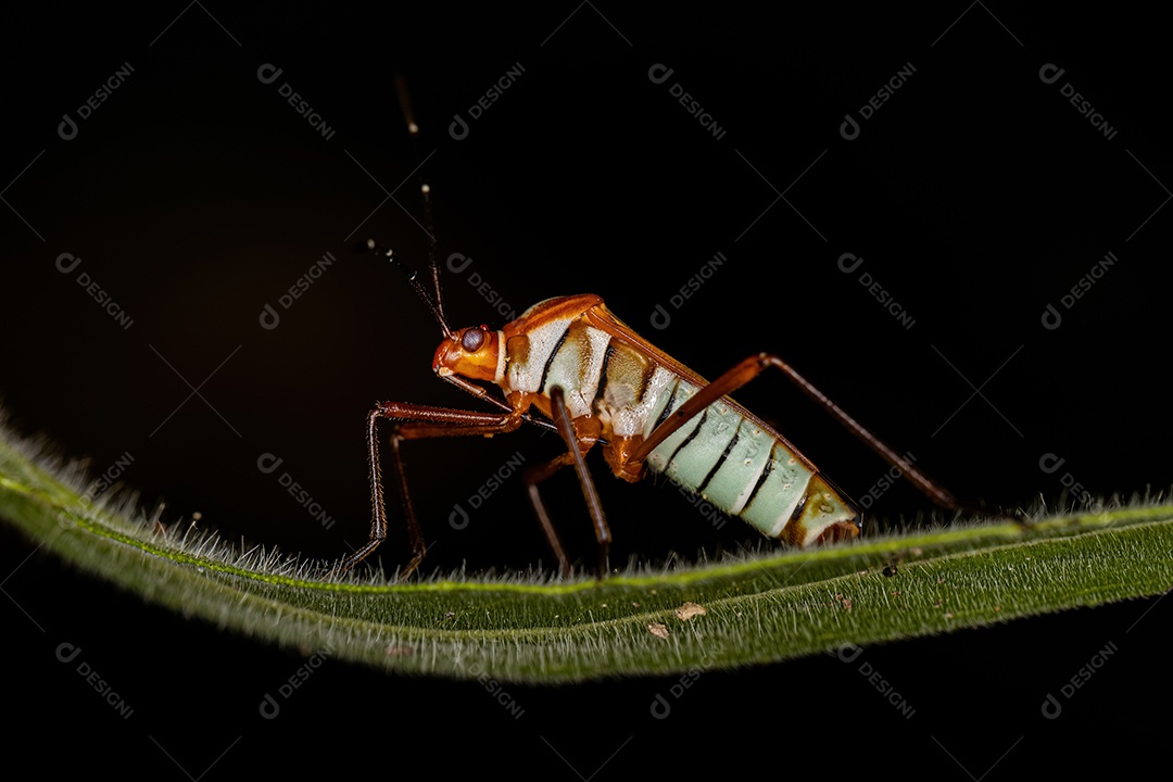 Inseto adulto da espécie Hypselonotus interruptus