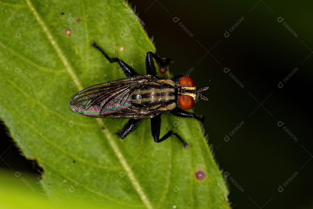 Mosca de carne adulta da família Sarcophagidae