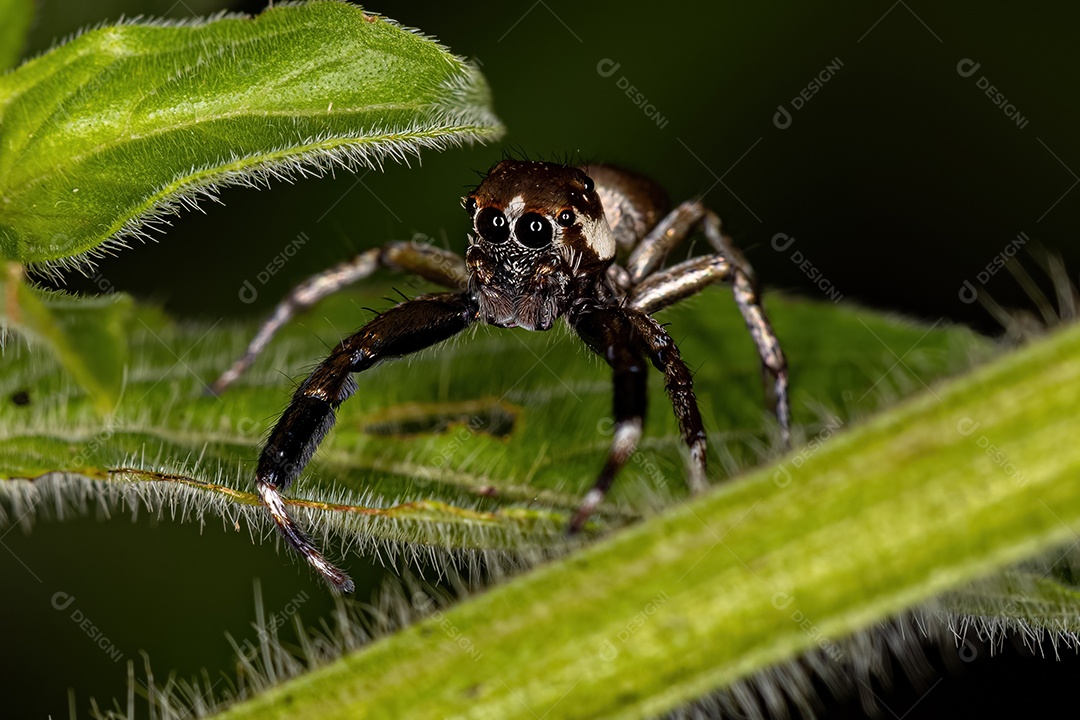 Pequena aranha saltadora macho da espécie Philira micans