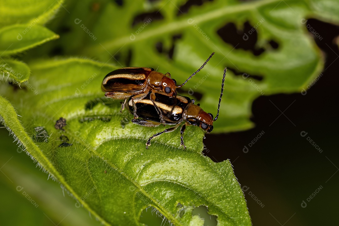 Besouro-pulga adulto do gênero Systena
