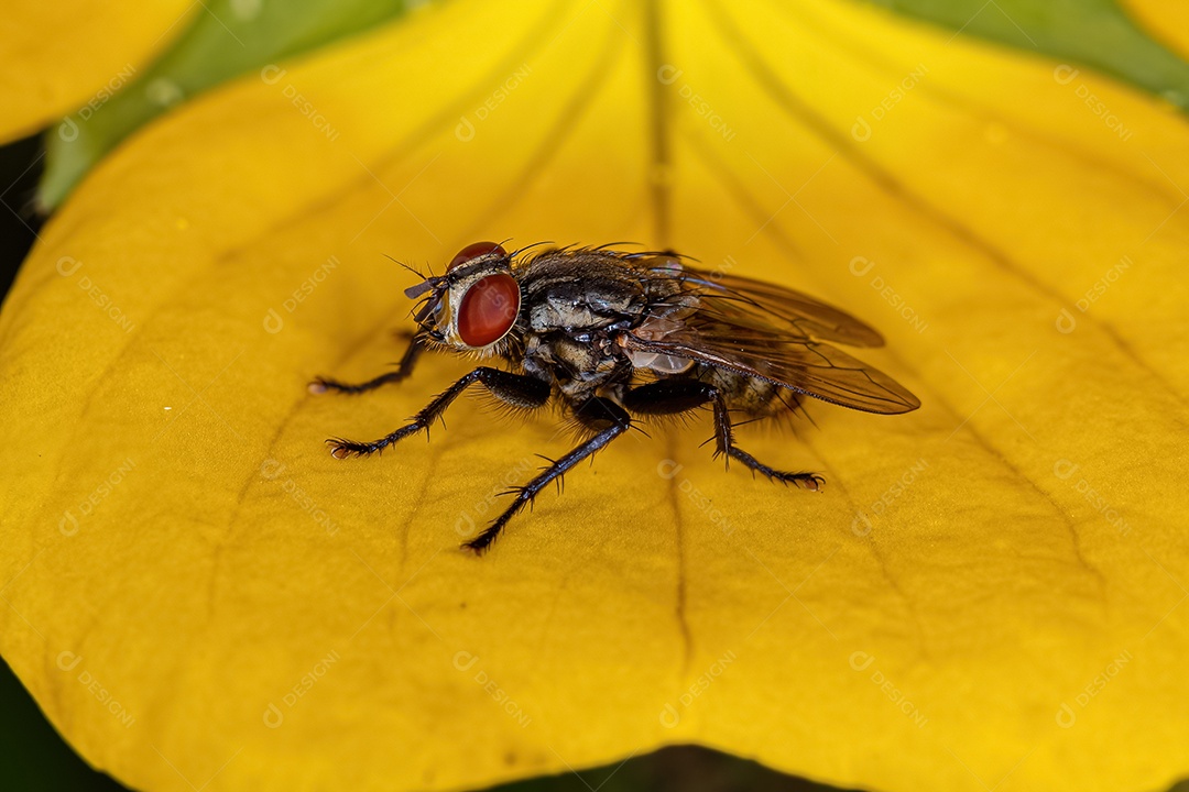 Mosca de carne adulta da família Sarcophagidae