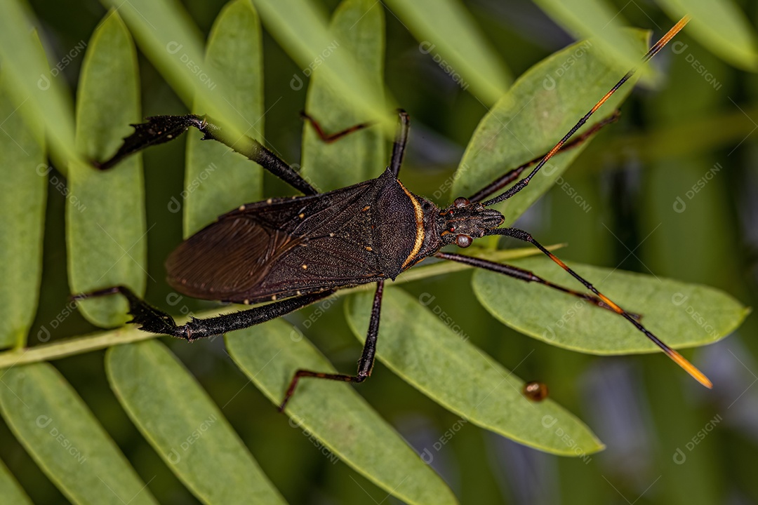 Inseto cítrico adulto da espécie Leptoglossus gonagra