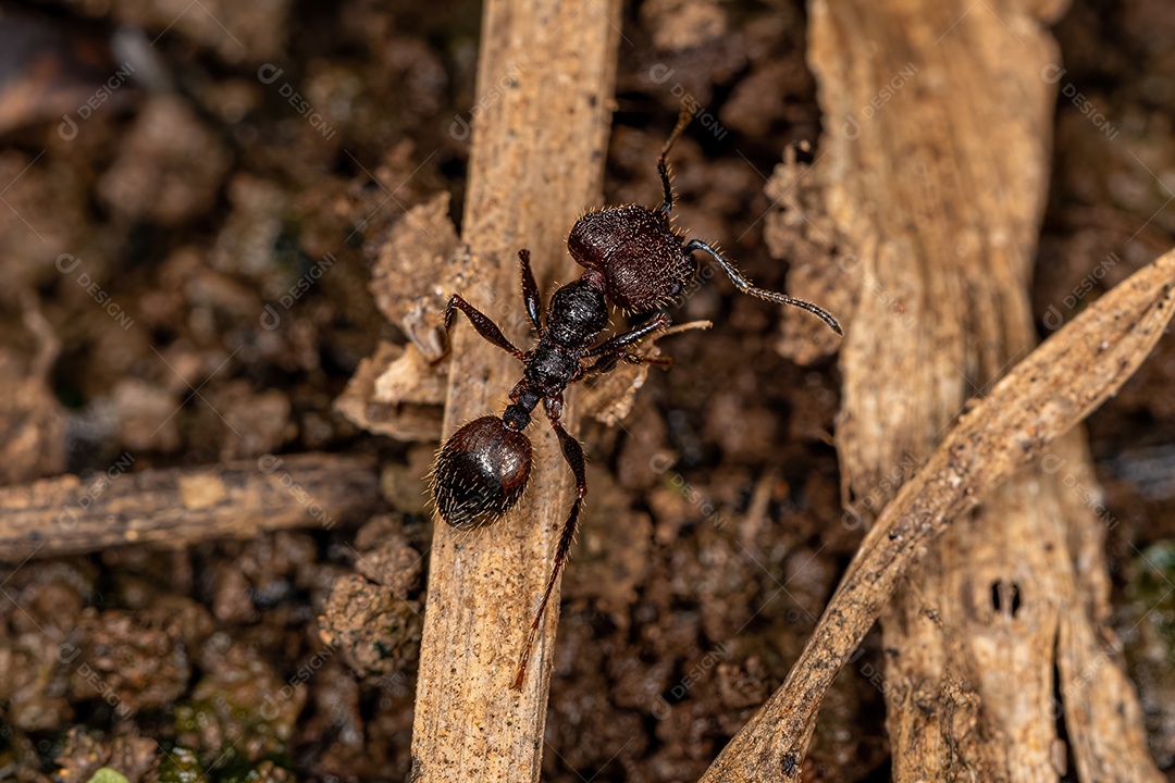 Formiga cabeçuda fêmea adulta do gênero Pheidole
