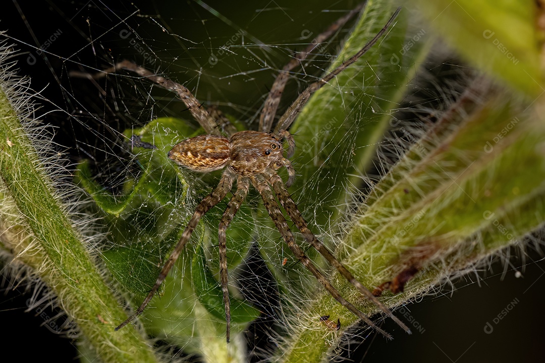 Aranha de teia de berçário fêmea adulta da família Pisauridae