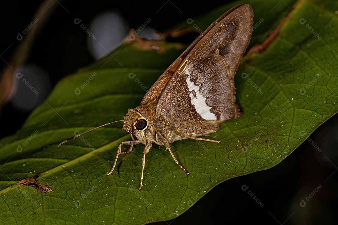 Borboleta de cauda longa adulta do gênero Aguna