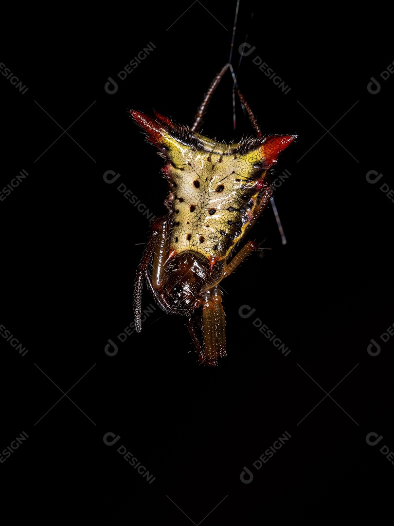 Pequena aranha tecelã fêmea da espécie Micrathena plana