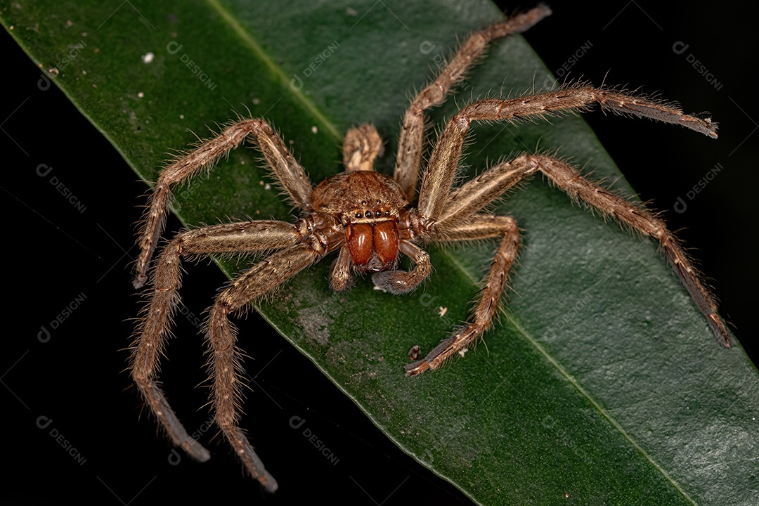Aranha caçadora adulta da família Sparassidae exoesqueleto