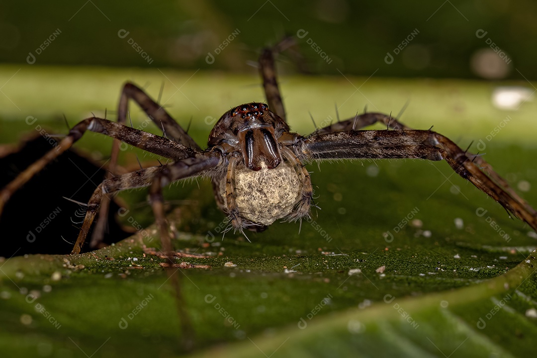 Aranha de teia de berçário adulta do gênero Architis protegendo sua ooteca do saco de ovos