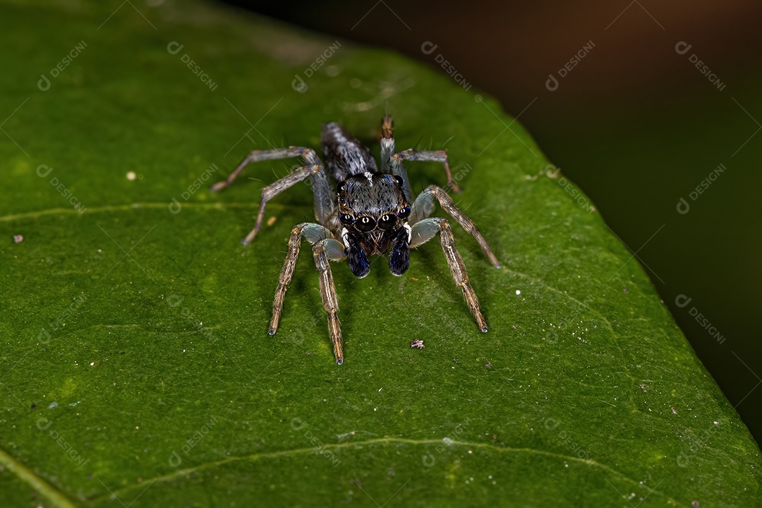 Pequena aranha saltadora da tribo Euophryini