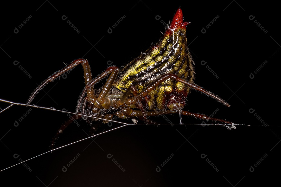 Pequena aranha tecelã fêmea da espécie Micrathena plana