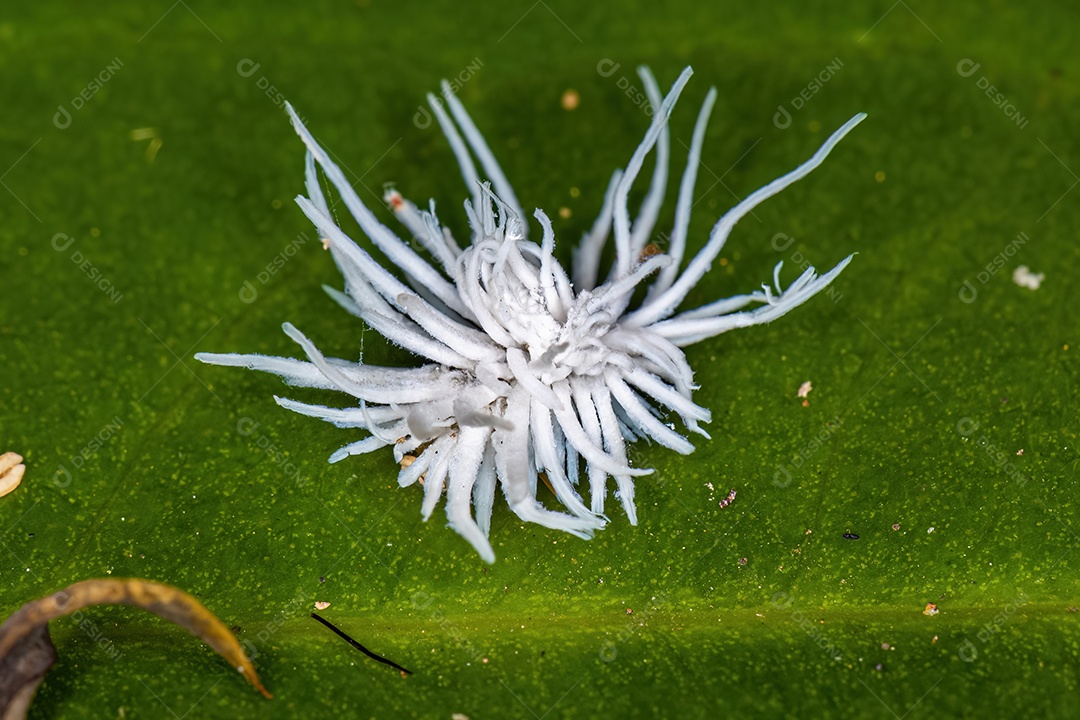 Larvas de joaninha da subfamília Coccidulinae