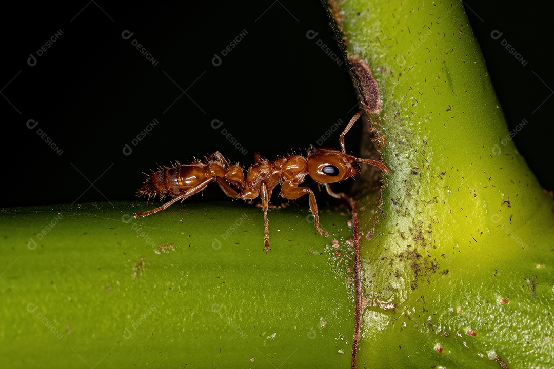 Formiga de galho fêmea adulta do gênero Pseudomyrmex