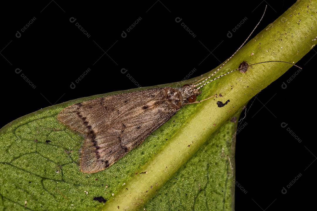 Caddisfly fiador de rede adulto do gênero Smicridea