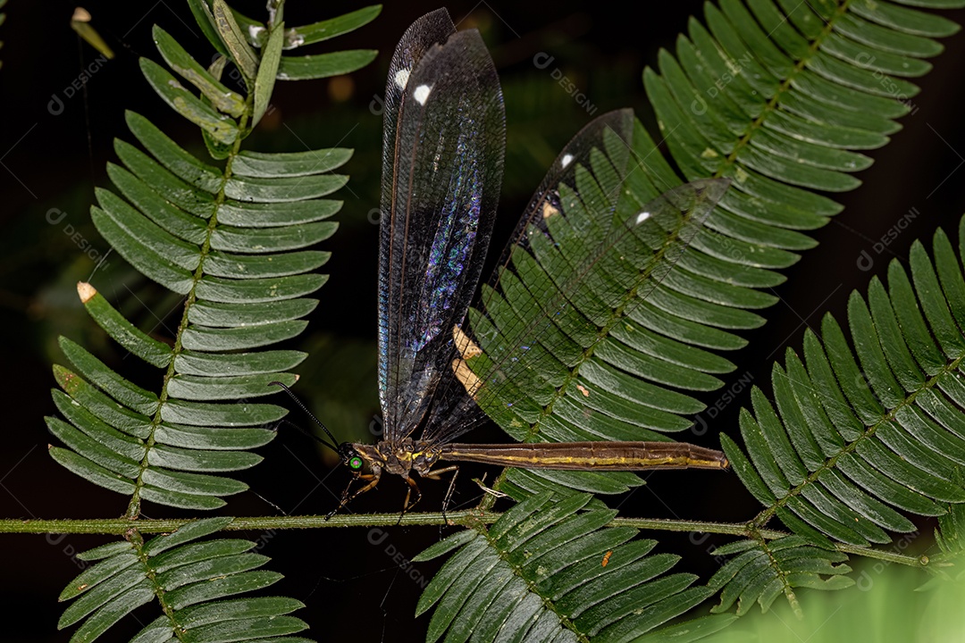 Antlion adulto Inseto do gênero Myrmeleon