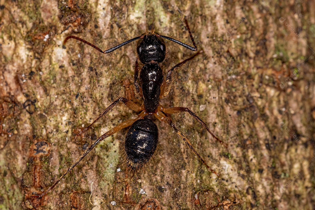 Formiga carpinteira fêmea adulta do gênero Camponotus