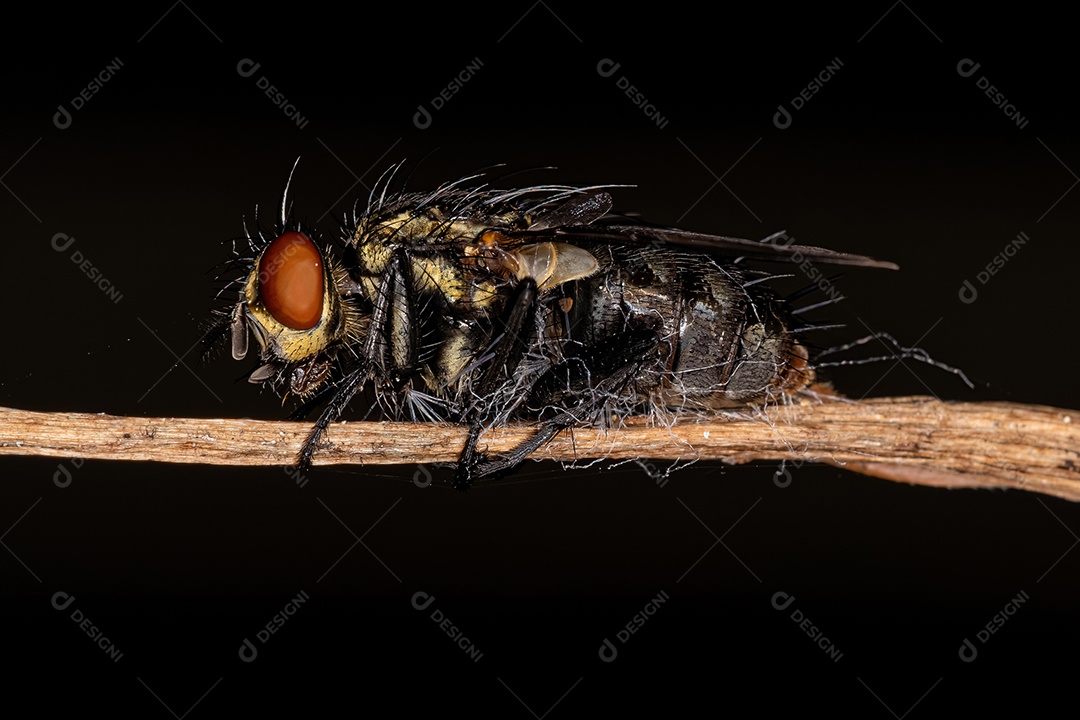 Mosca adulta da família Sarcophagidae morta por fungo