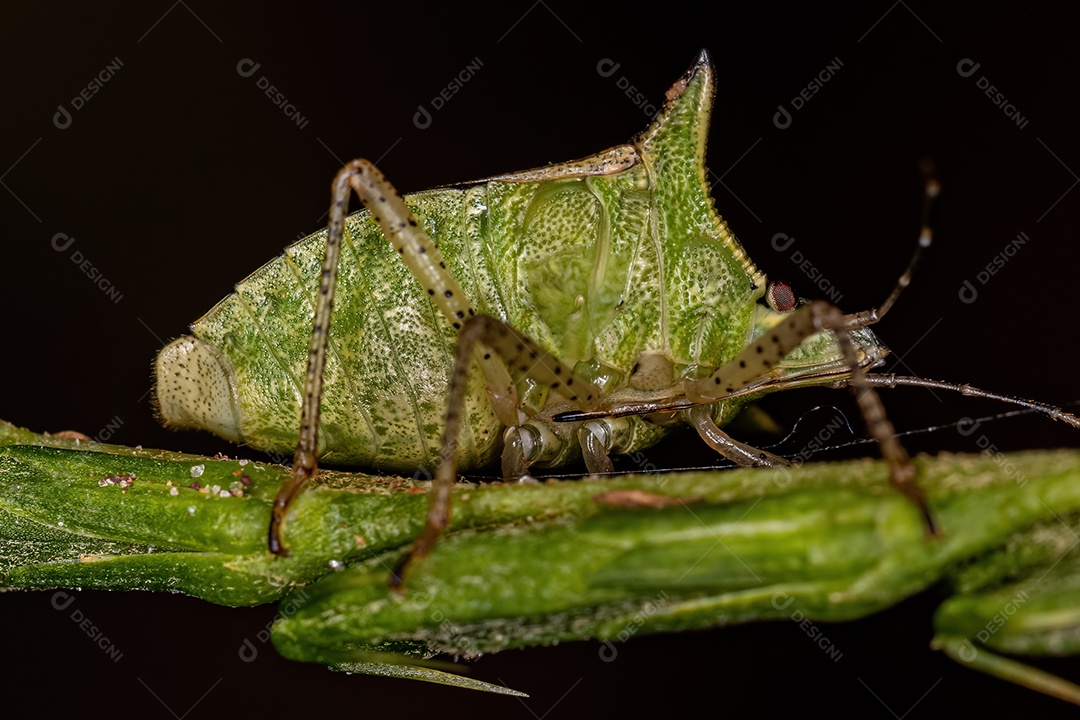 Percevejo adulto da espécie Euschistus carbonerus