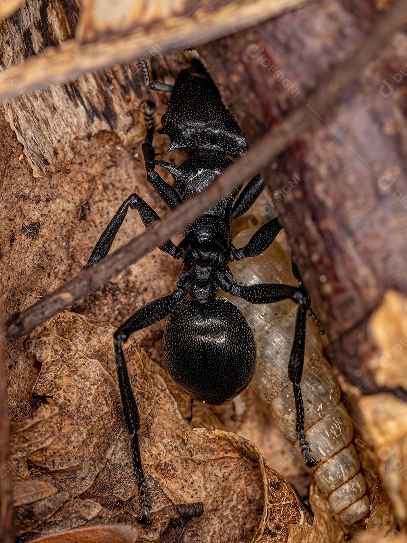 Formiga tartaruga gigante fêmea adulta da espécie Cephalotes atratus