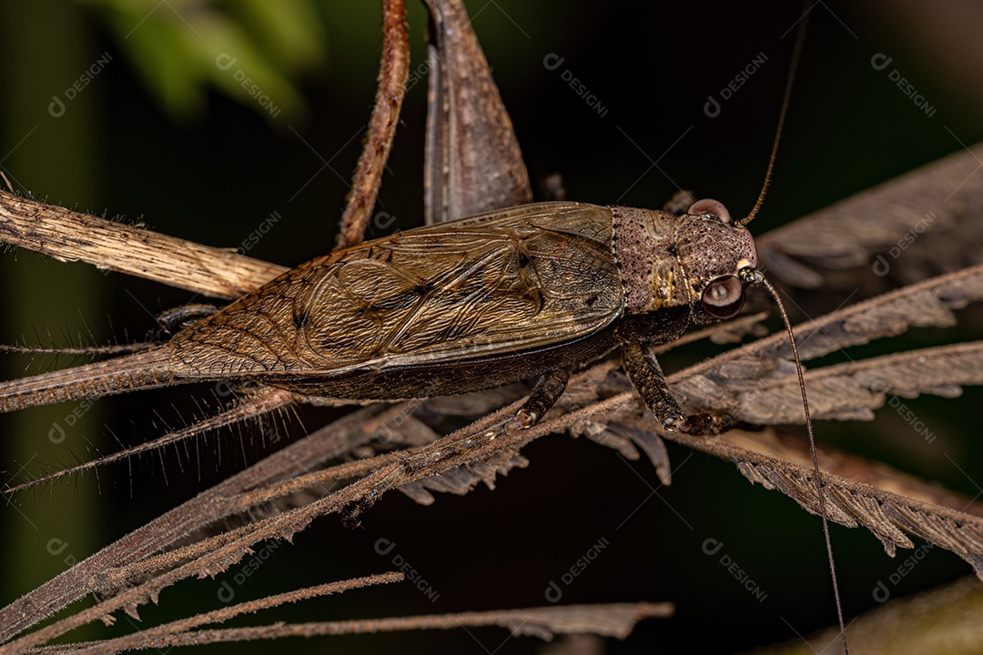 Ninfa de gafanhoto de garganta espora da subfamília Melanoplinae
