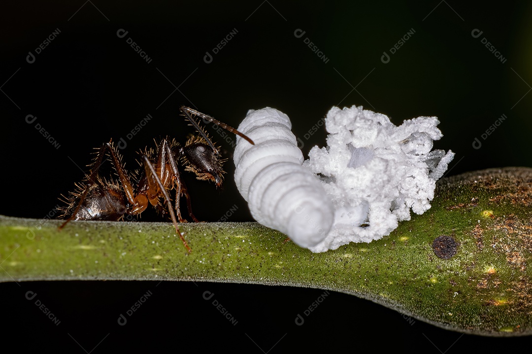 Formiga carpinteira fêmea adulta do gênero Camponotus com uma ninfa de inseto Flatid da família flatidae