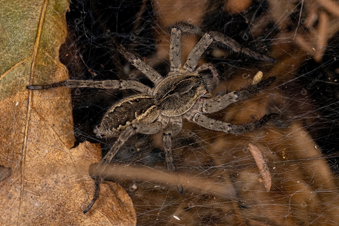 Aranha-lobo fêmea adulta da família Lycosidae carregando seus filhotes no abdômen