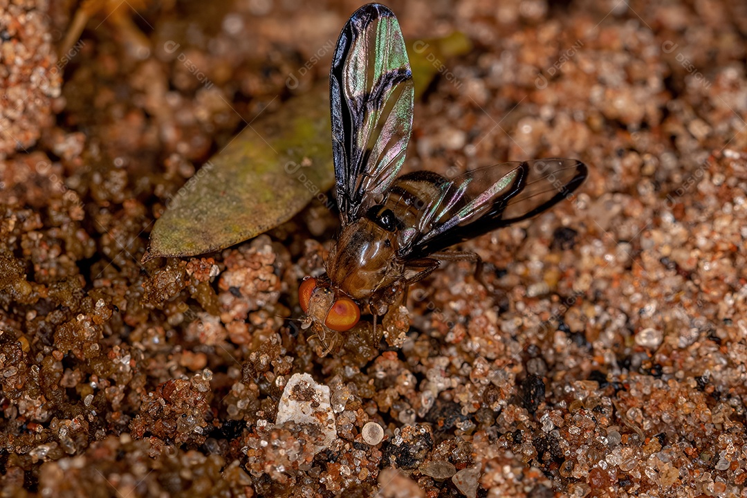 Mosca sinalizadora adulta do gênero Coilometopia explorando fezes no chão
