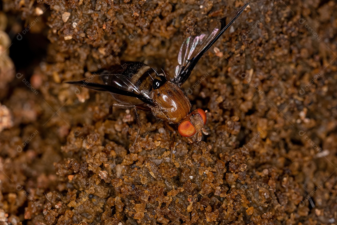 Mosca sinalizadora adulta do gênero Coilometopia explorando fezes no chão