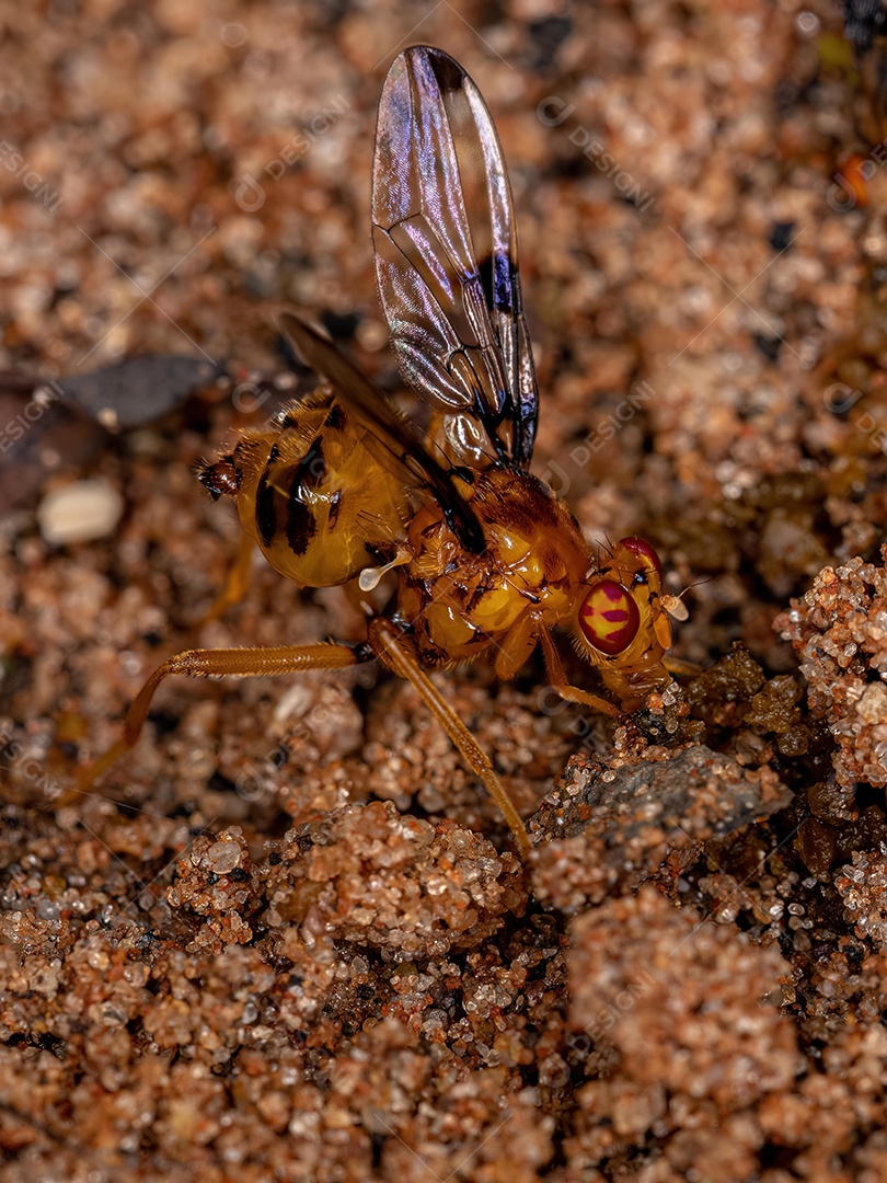Mosca sinalizadora adulta do gênero Coilometopia explorando fezes no chão