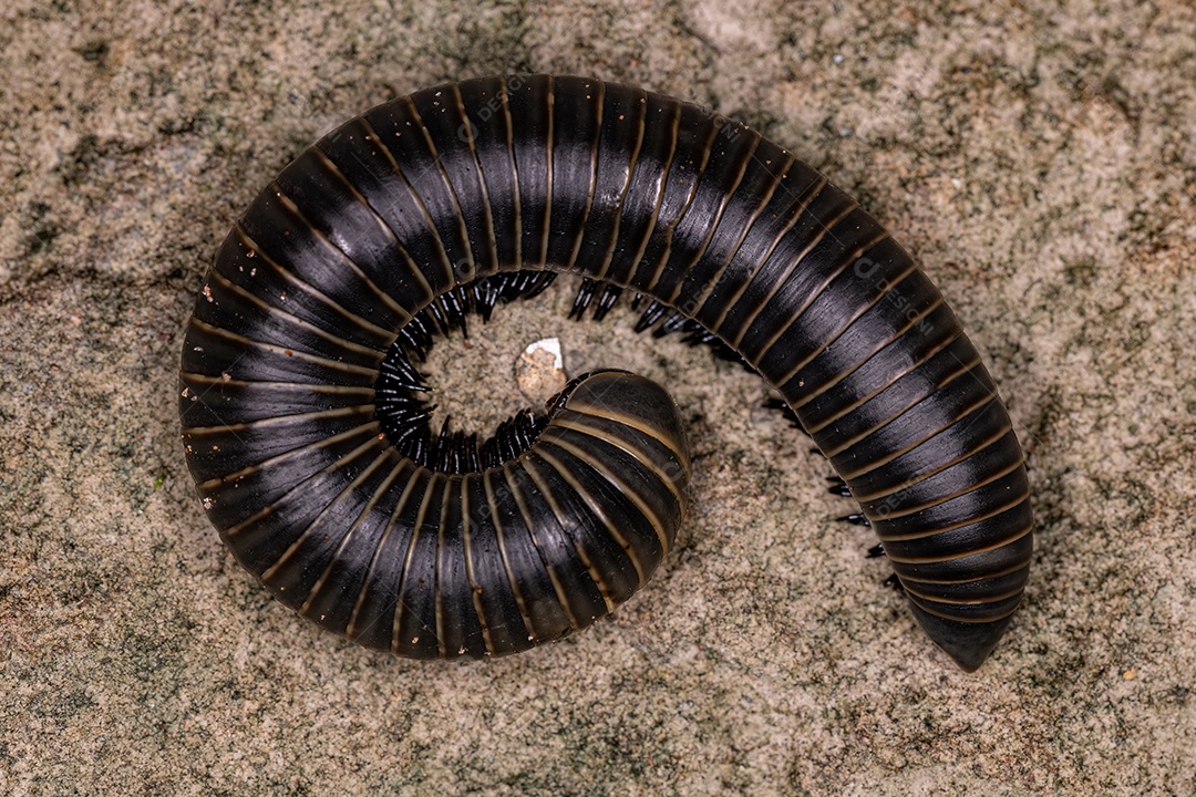 artrópode milípede adulto da classe Diplopoda