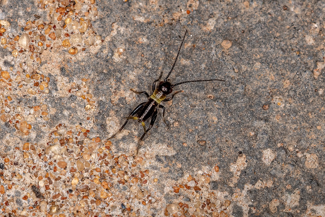 Verdadeira Ninfa do Críquete da Superfamília Grylloidea
