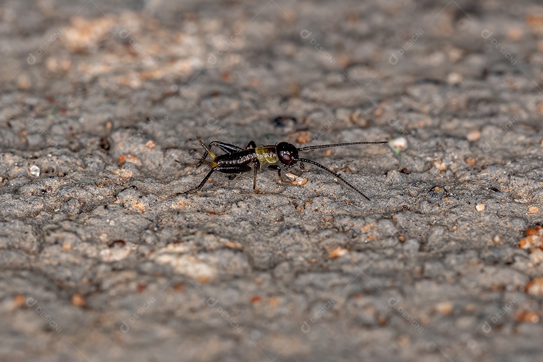 Verdadeira Ninfa do Críquete da Superfamília Grylloidea